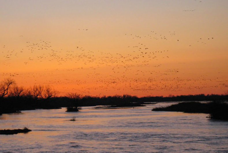 Photo 3  Sandhill Cranes